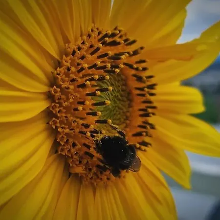 Schiefe Huette Am Attersee. Lenzing