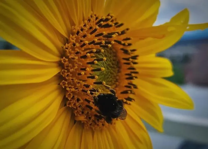 Schiefe Huette Am Attersee. Lenzing